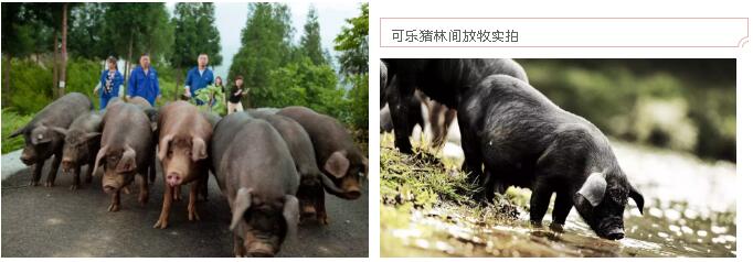 首页-人生就是博手机版